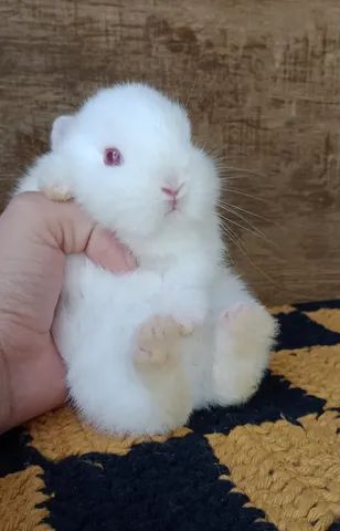 Vendo filhote Coelho anão Netherland Dwarf - Foto 2
