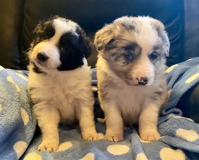 Border Collie Preço