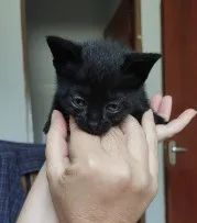 Doação de filhotes de gatinho - Lindos - Foto 4