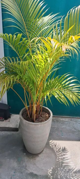 Vendo essas plantas muito bonitas cada uma tem um preço * - Foto 5
