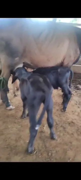 Búfalos recém nascido 380 cada - Foto 5