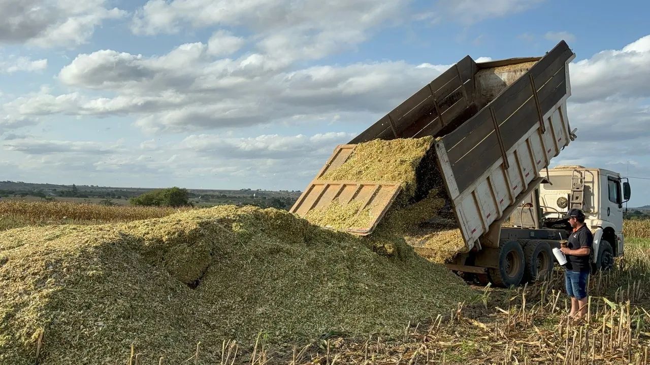 Silagem de milho