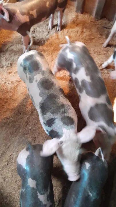 Porcos e leitons  - Foto 3