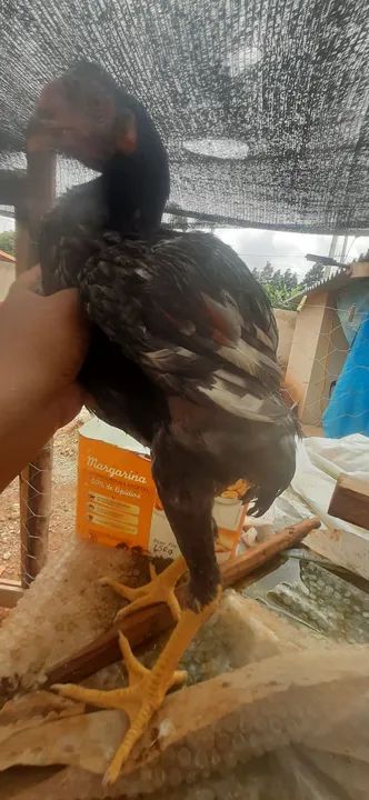 Galinha gsb. Ótima genética  - Foto 3