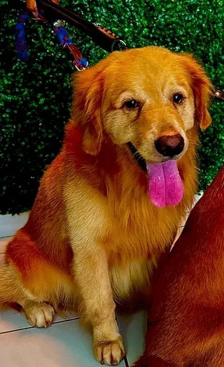 Golden Retriever a procura de uma namorada  - Foto 3