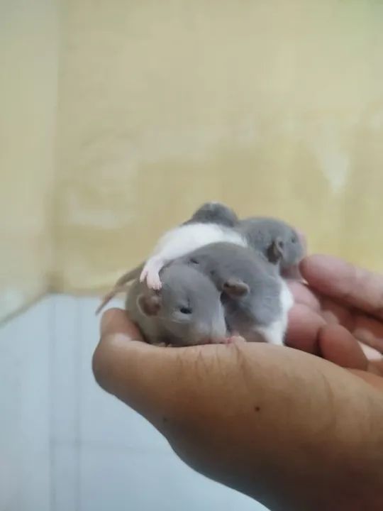 Filhotes de ratos  twisters pra pet