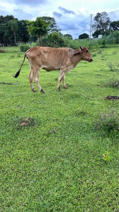 Vende-se vaca  - Foto 3