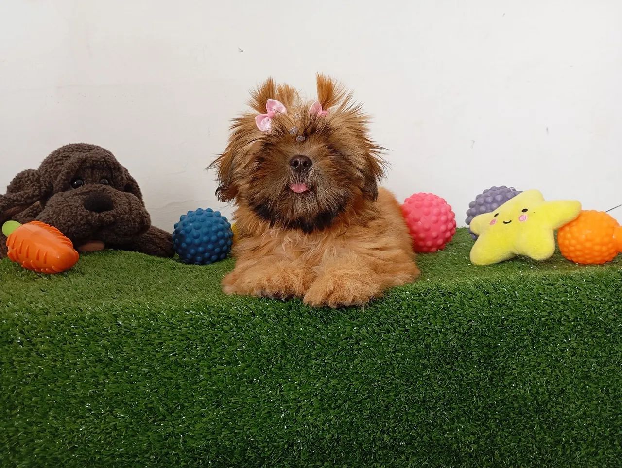 Shihtzu fêmea dourada com duas doses de vacina importada $1.800,00 - Foto 2