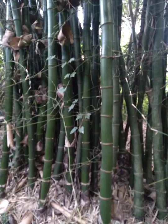 Bambu e caniço - Foto 3
