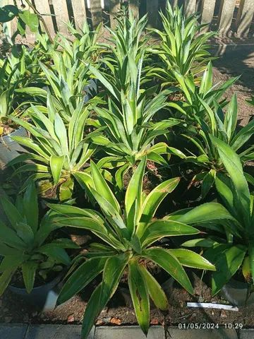 Vaso de  Agave Dragão  - Foto 3
