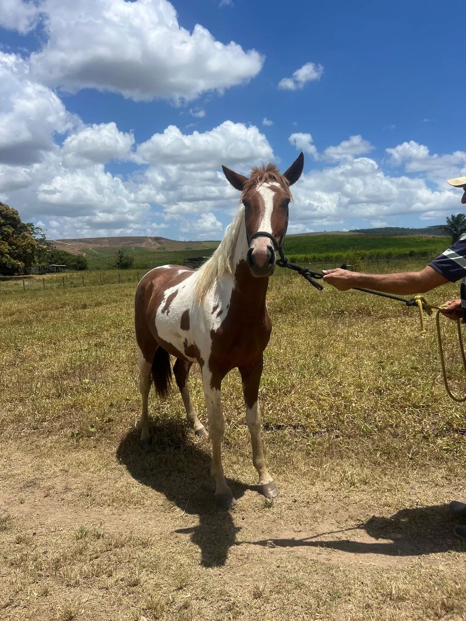 Vendo Potro 2 anos  - Foto 6