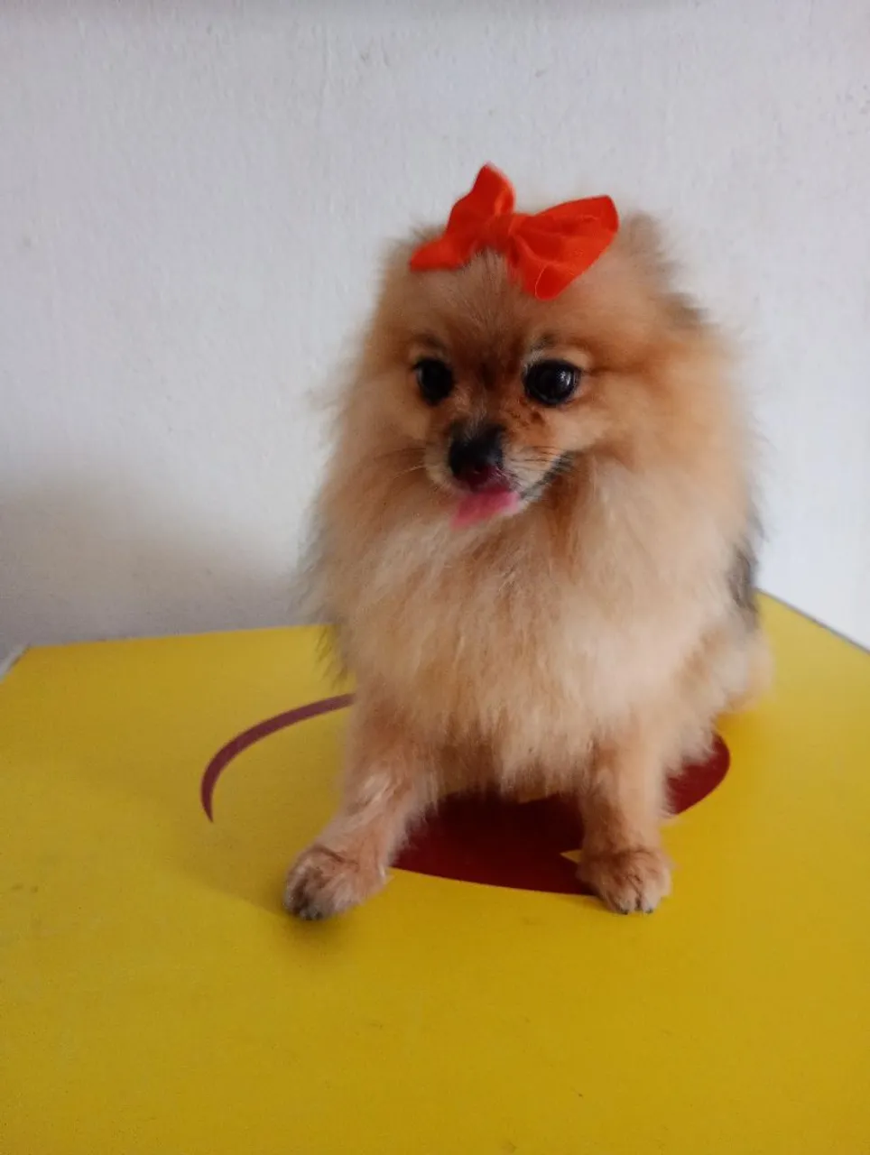 Spitz Alemão fêmea anã com Lacinho