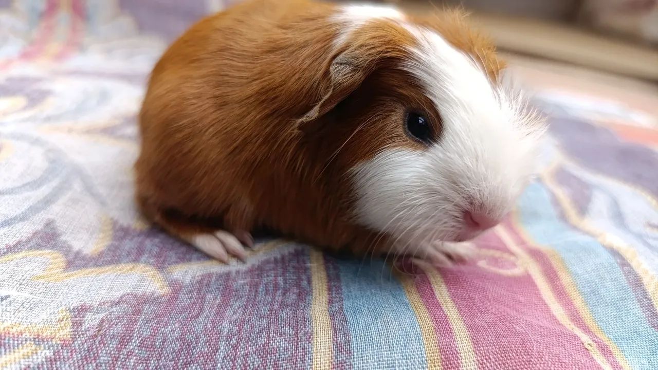 Porquinhos da Índia  - Foto 2