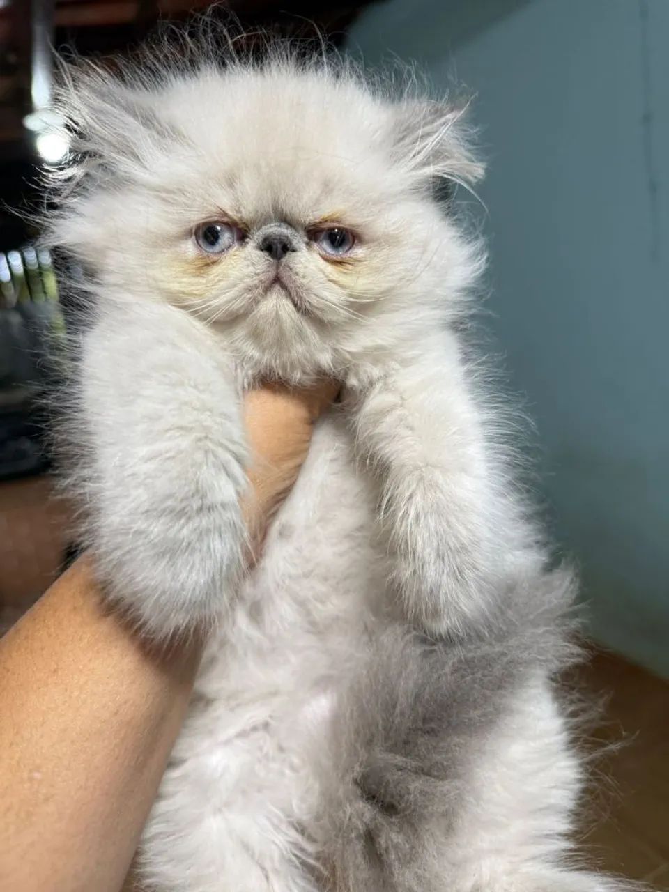 Persa fêmea Black disponível  - Foto 4