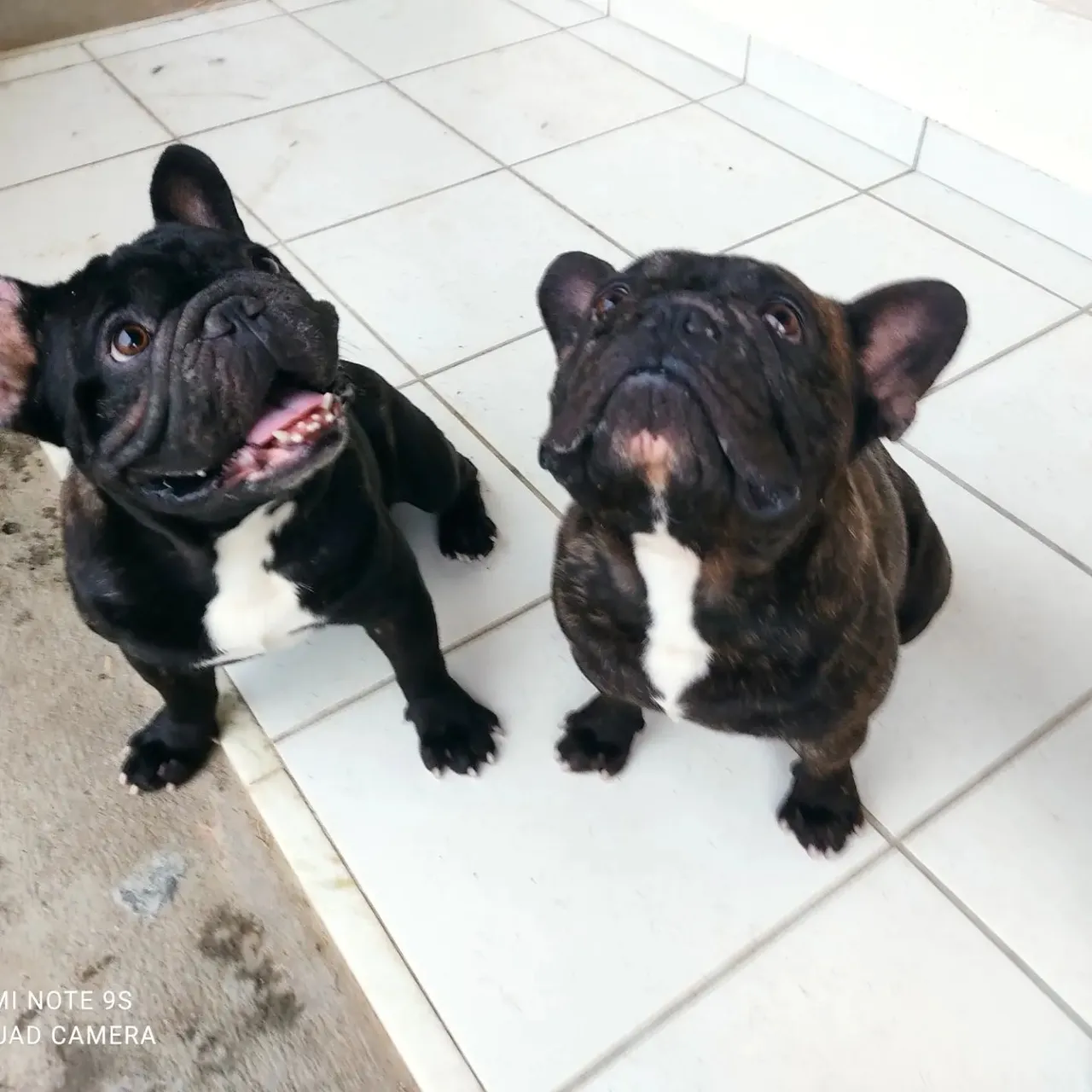 Bulldog Francês