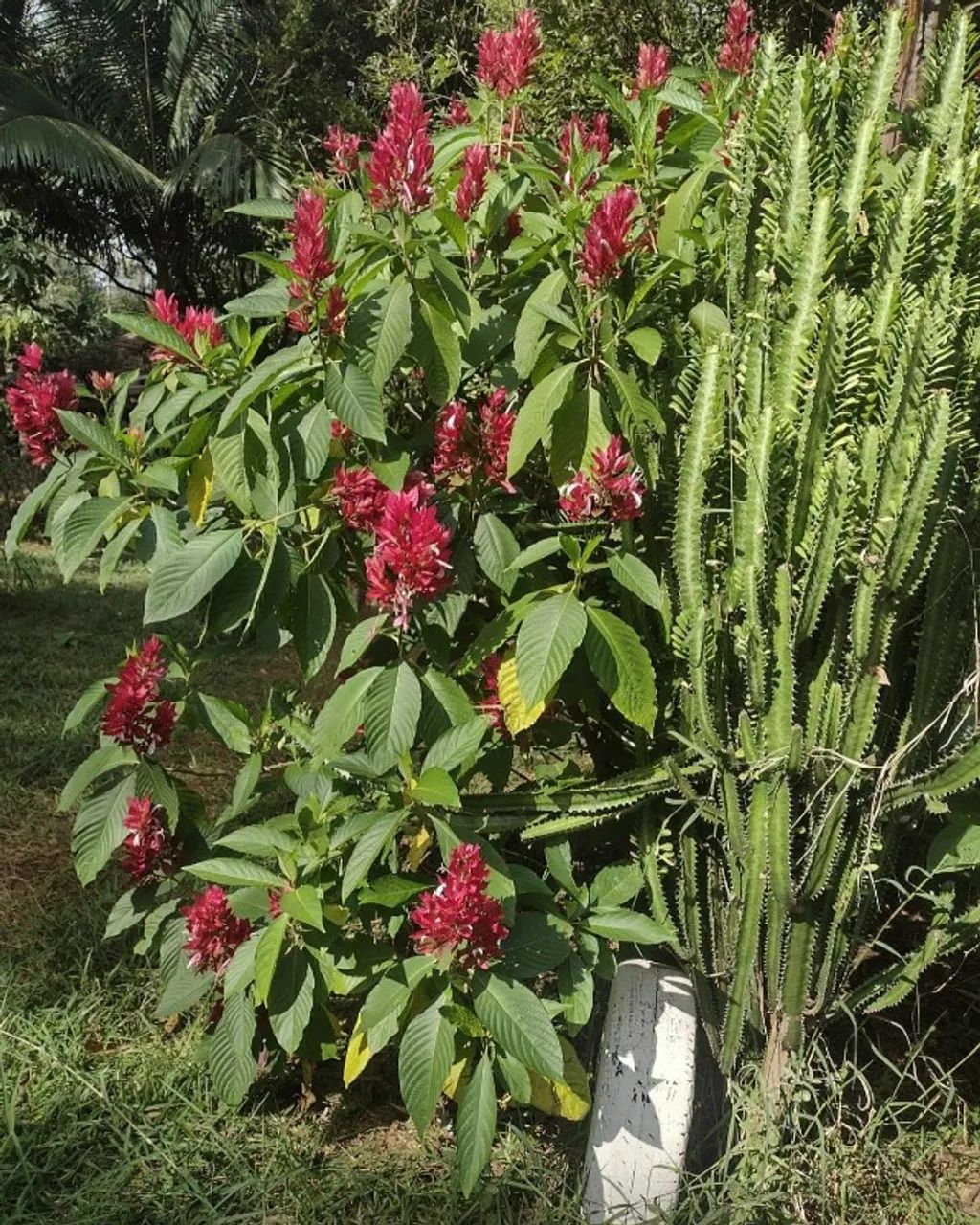 Chácara em Paiçandu  - Foto 2