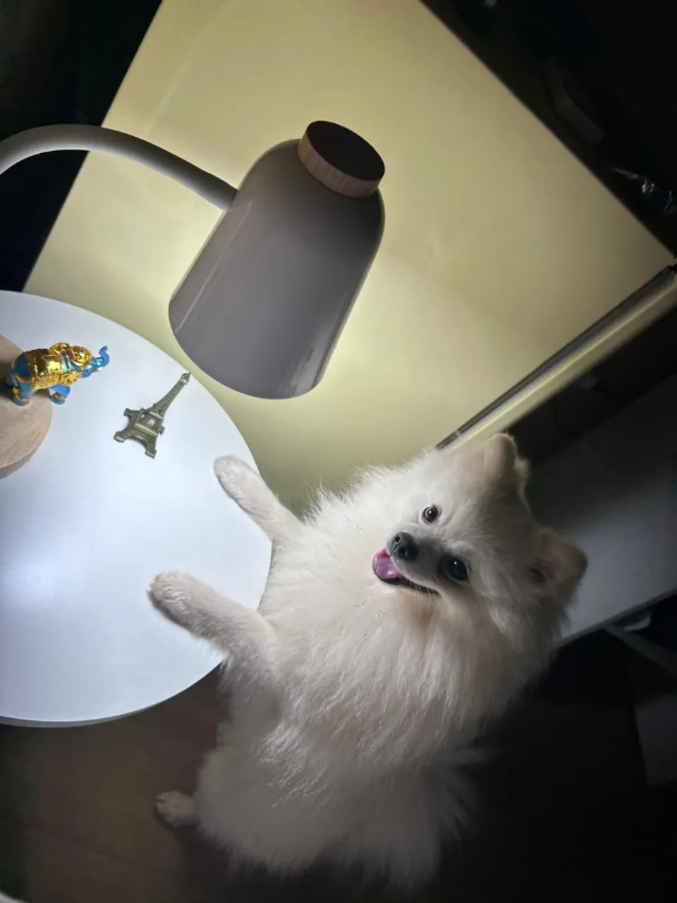 CRUZAMENTO DE CACHORRO SPITZ ALEMÃO