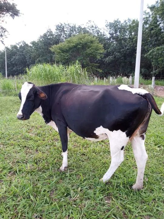 Vacas de leite - Foto 3