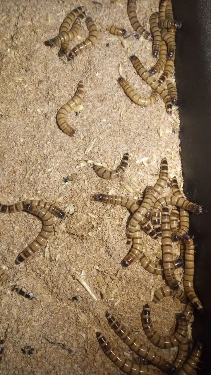 Larvas de Tenébrio Gigante - Ração para Animais