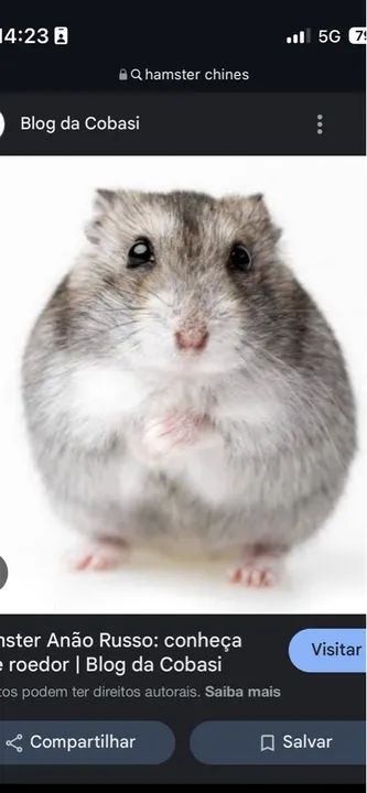 Hamster Anão Russo - Doação 