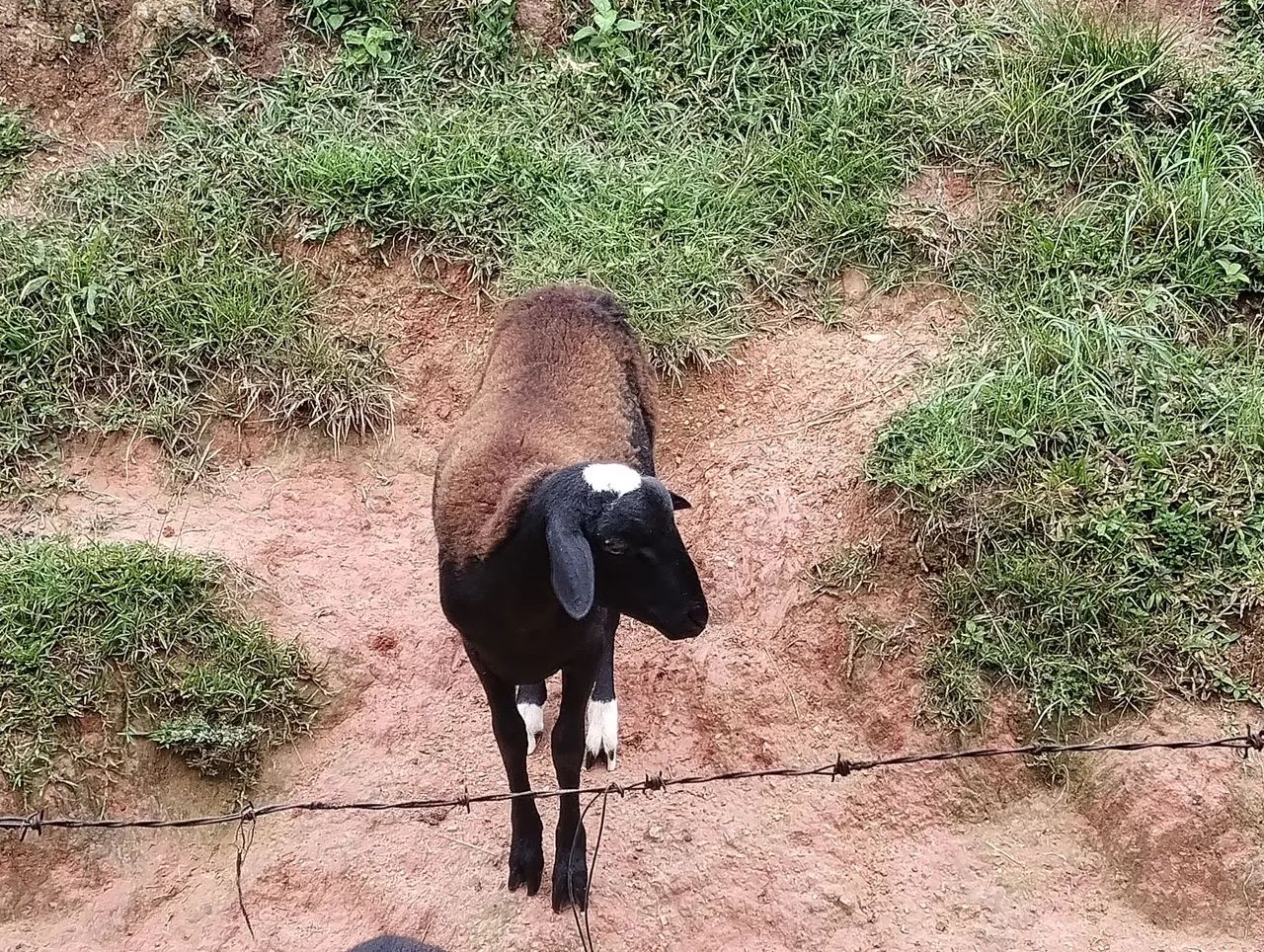 Carneiros com 7 meses - Foto 2