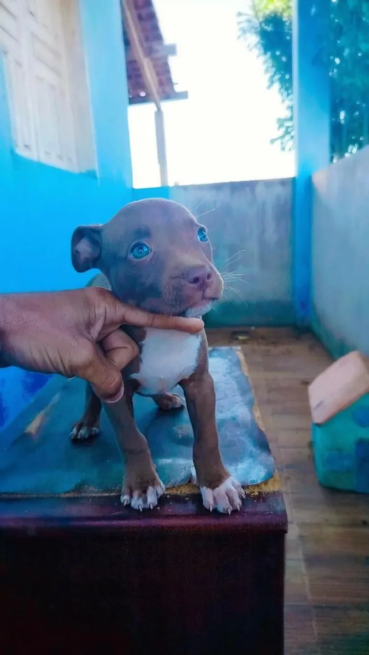 Filhote de Pitbull