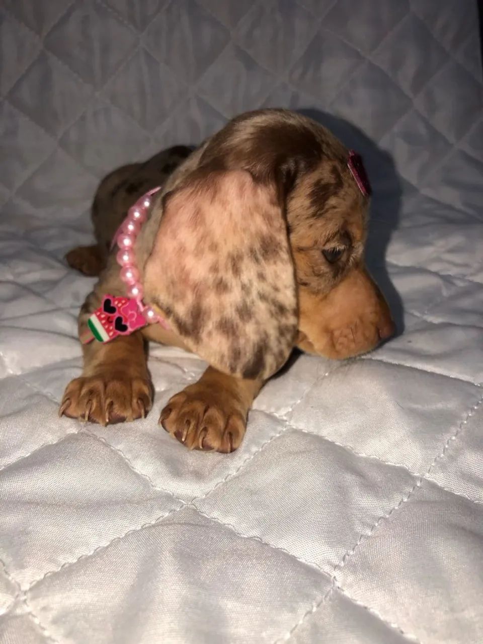 Filhote de Teckel Dachshund,Cofap,Basset, salsicha 