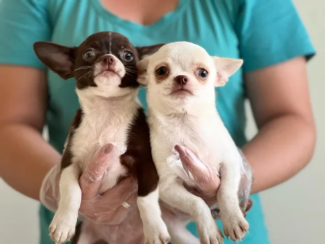 Chihuahua Filhotes - Pequenos no Tamanho, Grandes no Amor!