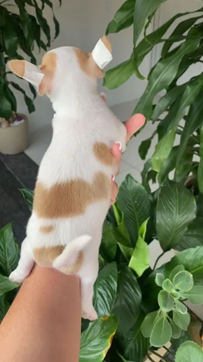 Chihuahua Pelo Curto Macho - Foto 3