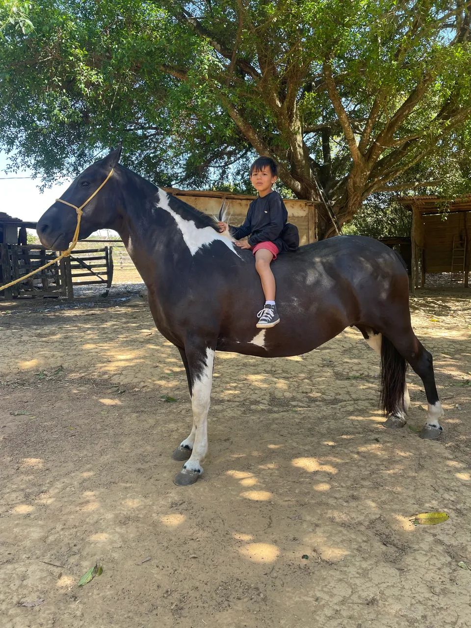 Égua pampa de preto MM - Foto 3