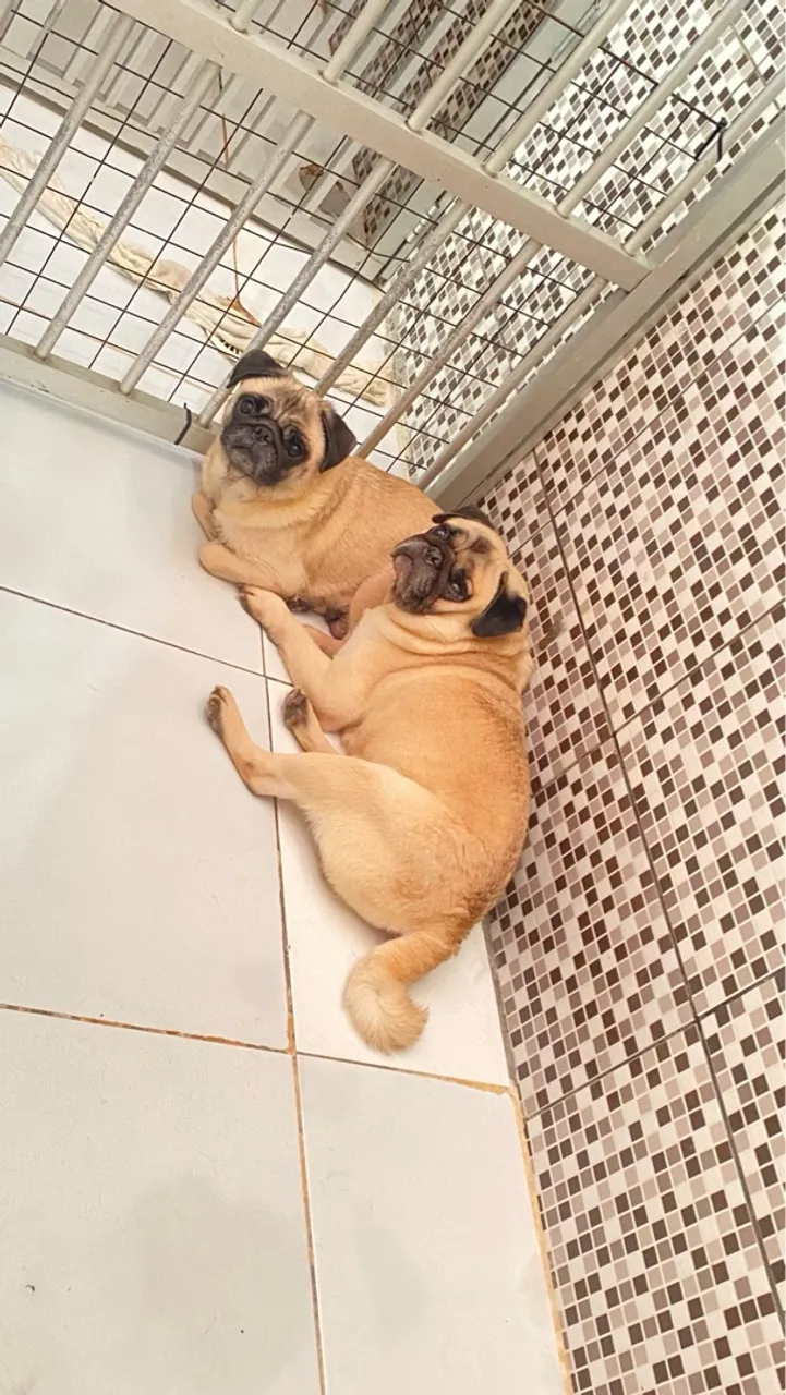 Pug alto padrão,qualidade e confiança. Canil sempre ao seu lado !