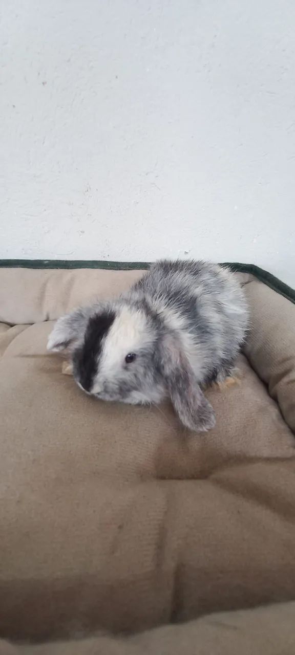 Filhotes disponíveis mini 