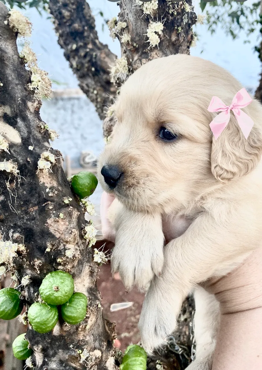 Filhote Golden Retriever Fêmea com Laço Rosa