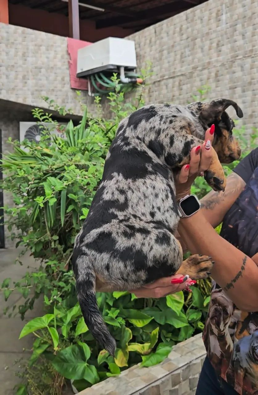 American Bully Exótic  - Foto 2
