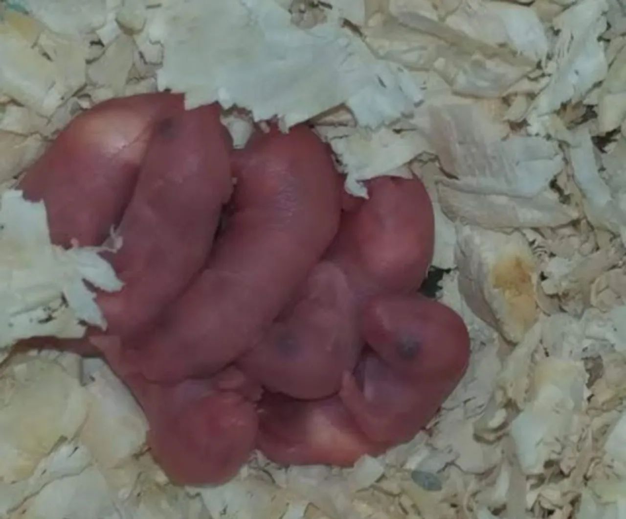 Camundongos abatidos  - Foto 3