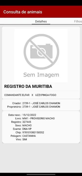 Potro mangalarga marchador filho do Comandante Elfar - Foto 6