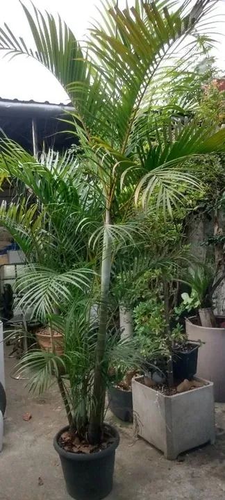 palmeira areca adulta 2,50m / retirar vila formosa