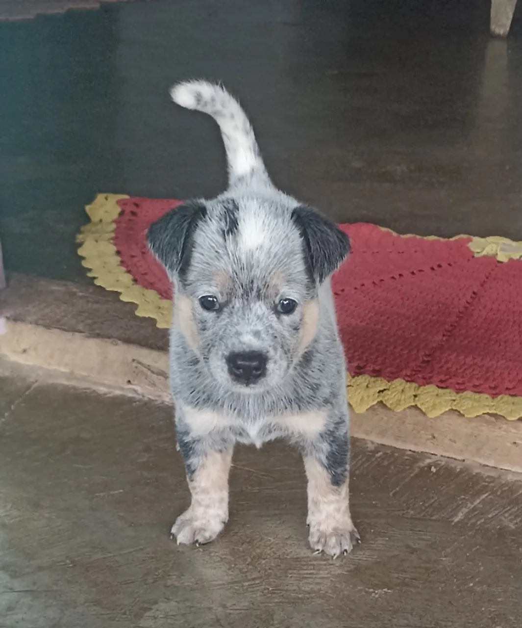 Filhotes de Blue Heeler