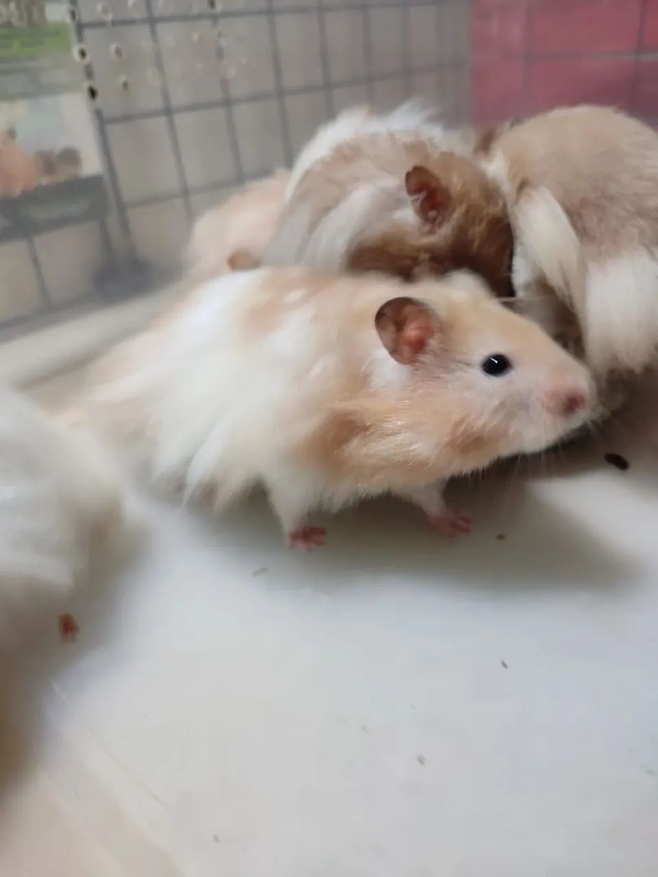 Criatório Roedores e Cia (hamster sírio e sírio angorá) - Foto 2