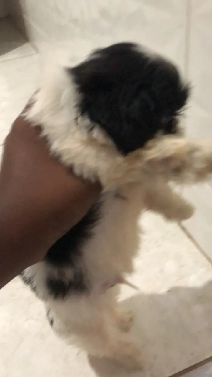 Filhote de Shih Tzu Macho