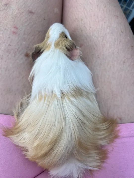 Porquinho da índia pelo longo Sheltie  - Foto 3