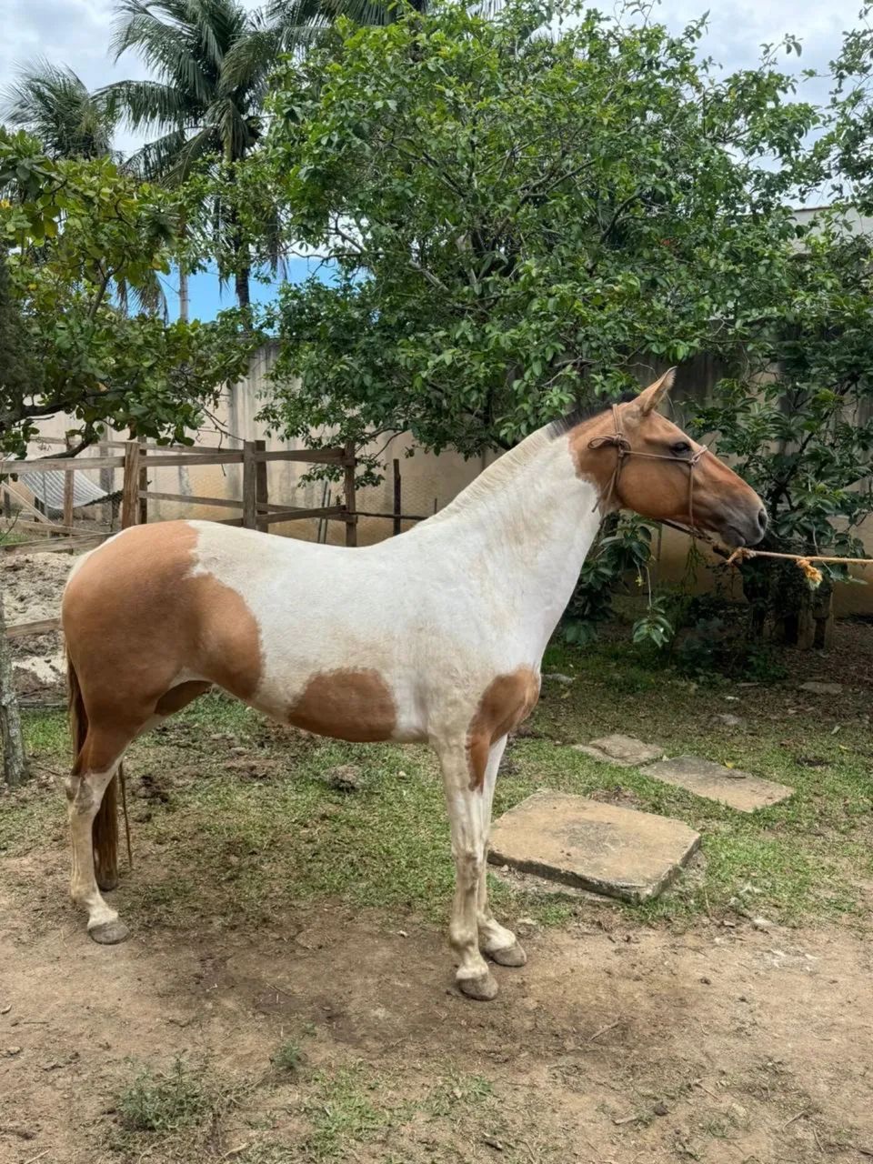 Cavalo / égua ( campolina marchador) - Foto 2