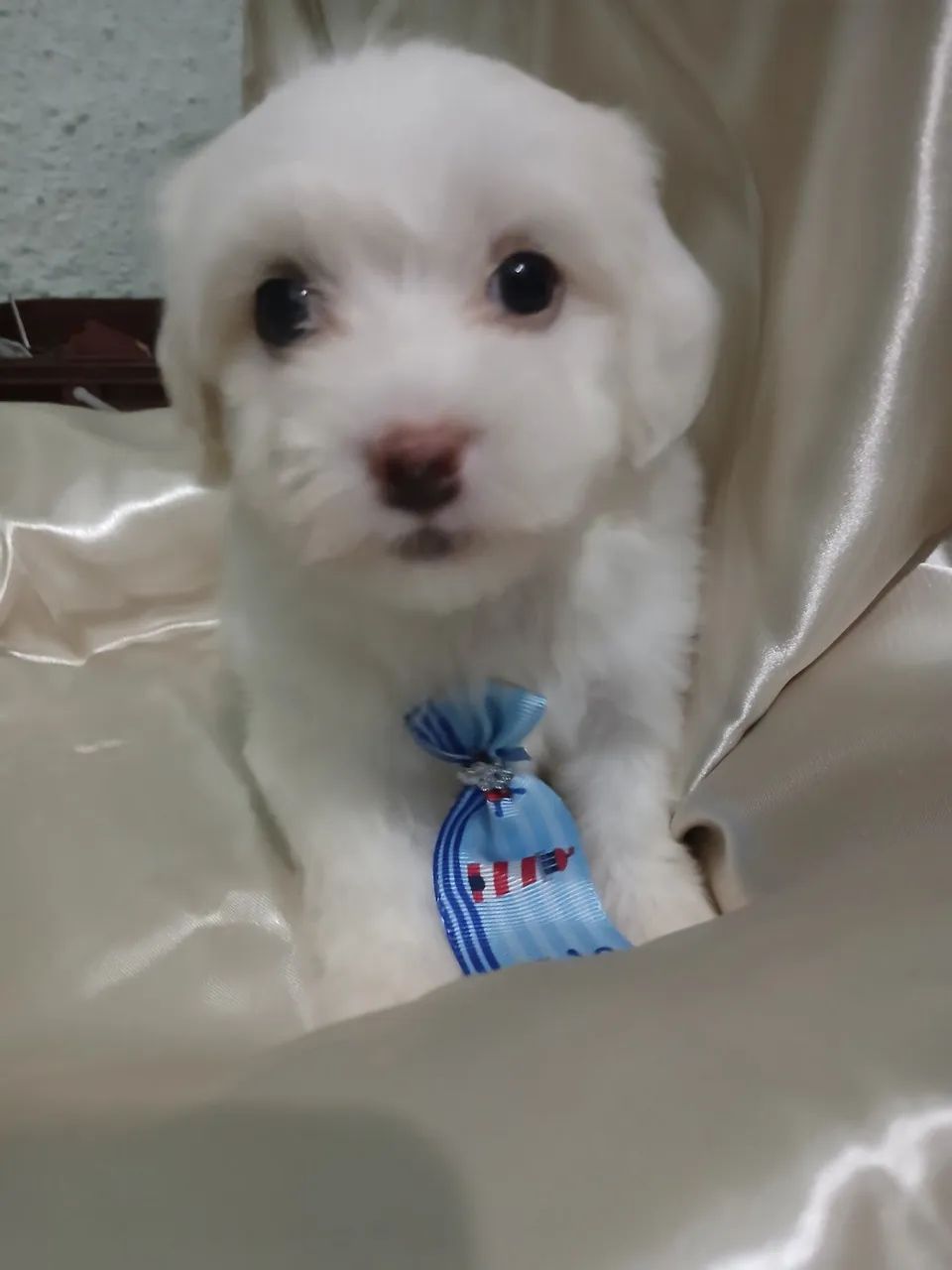 Filhotes de Maltês macho e fêmea - Lindíssimos! - Foto 3