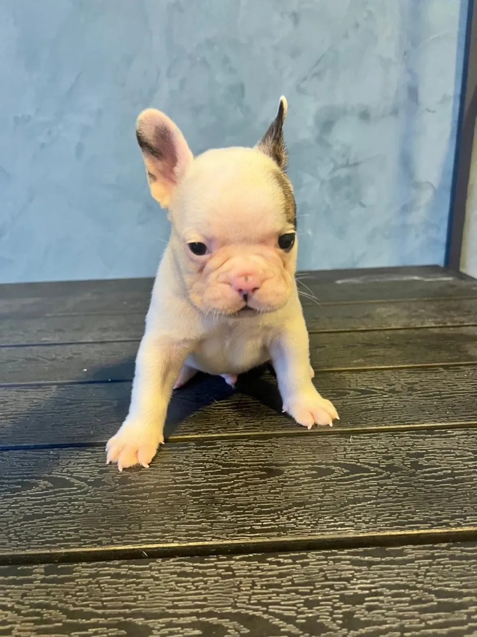 Filhote de Bulldog Francês