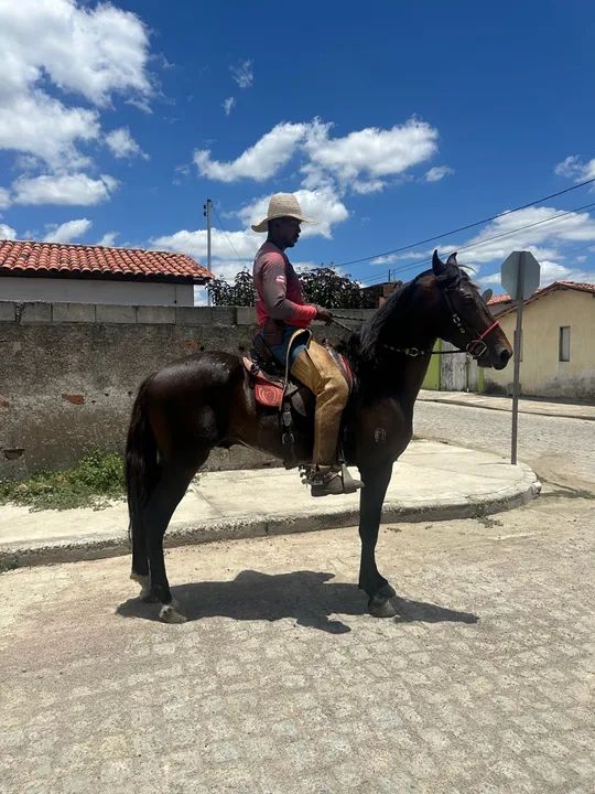 Cavalo Mangalarga Marchador  - Foto 6