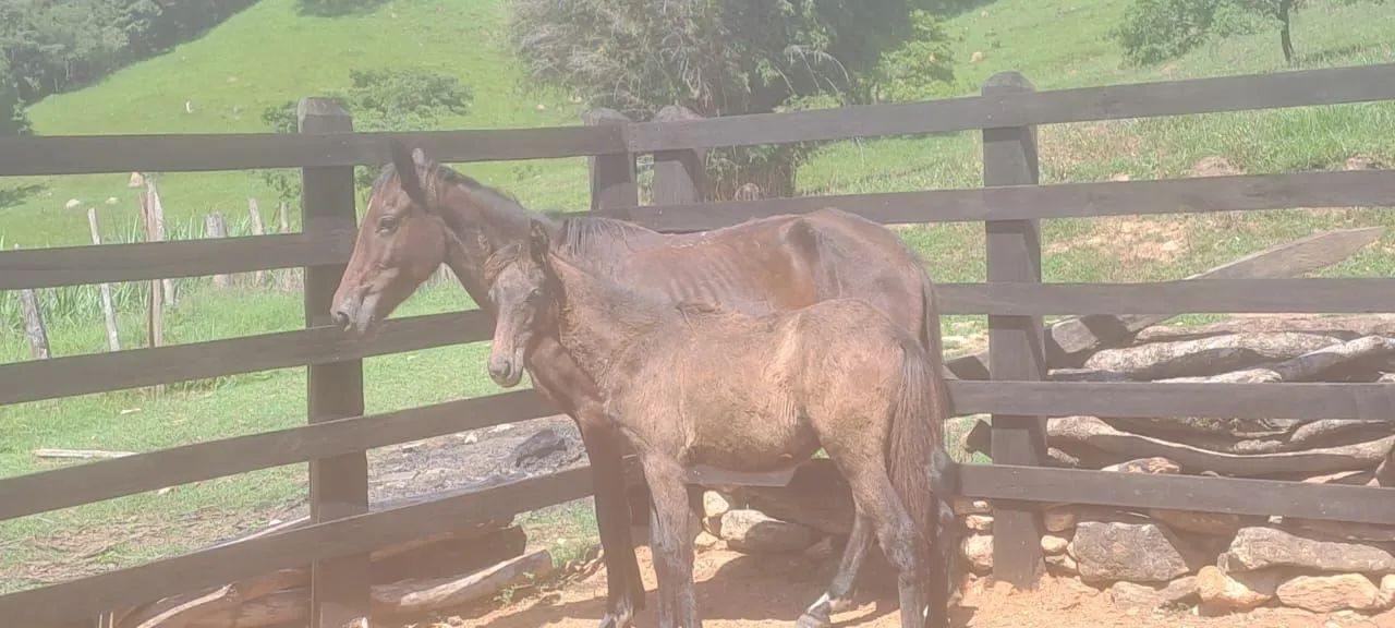 Vendo égua com potro - Foto 4