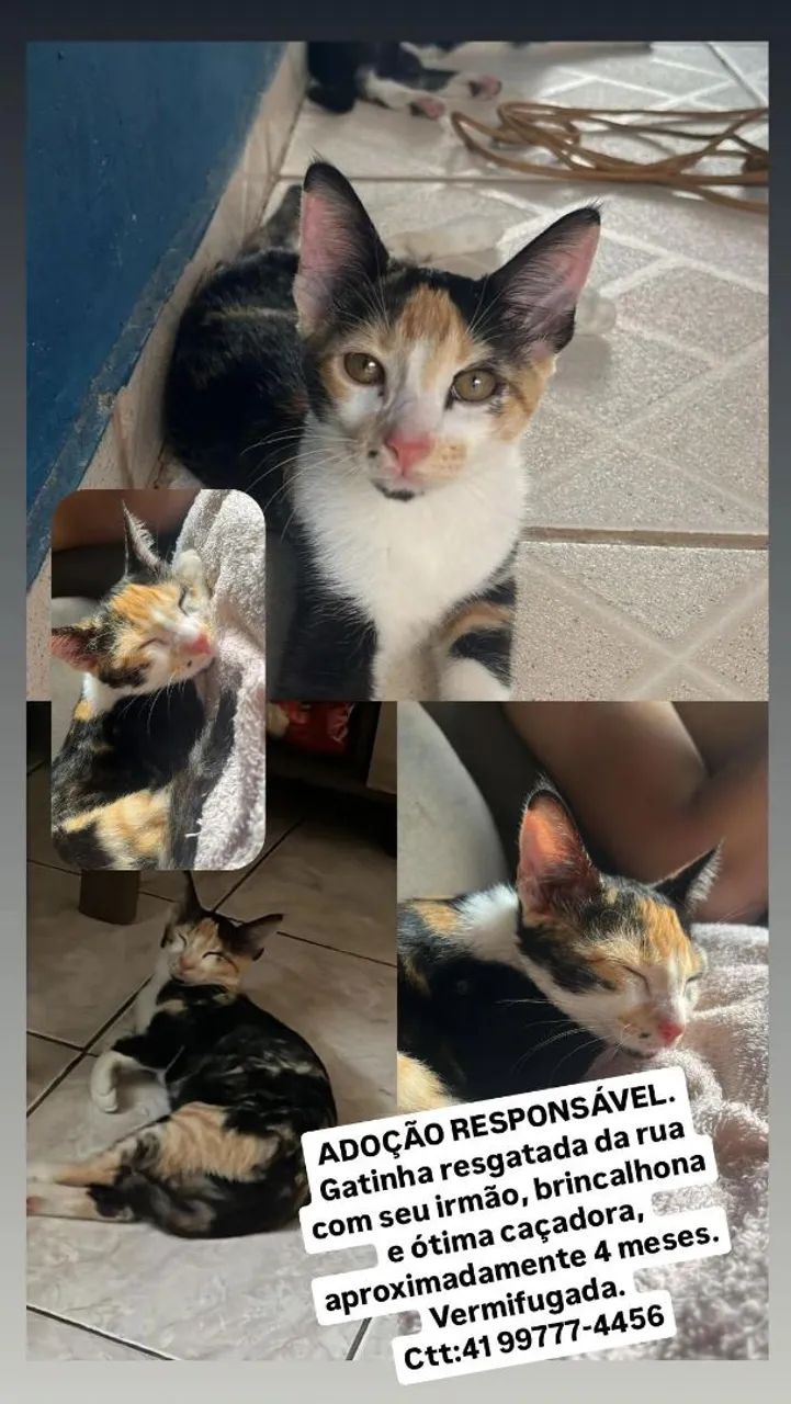 Gatinha para adoção responsável