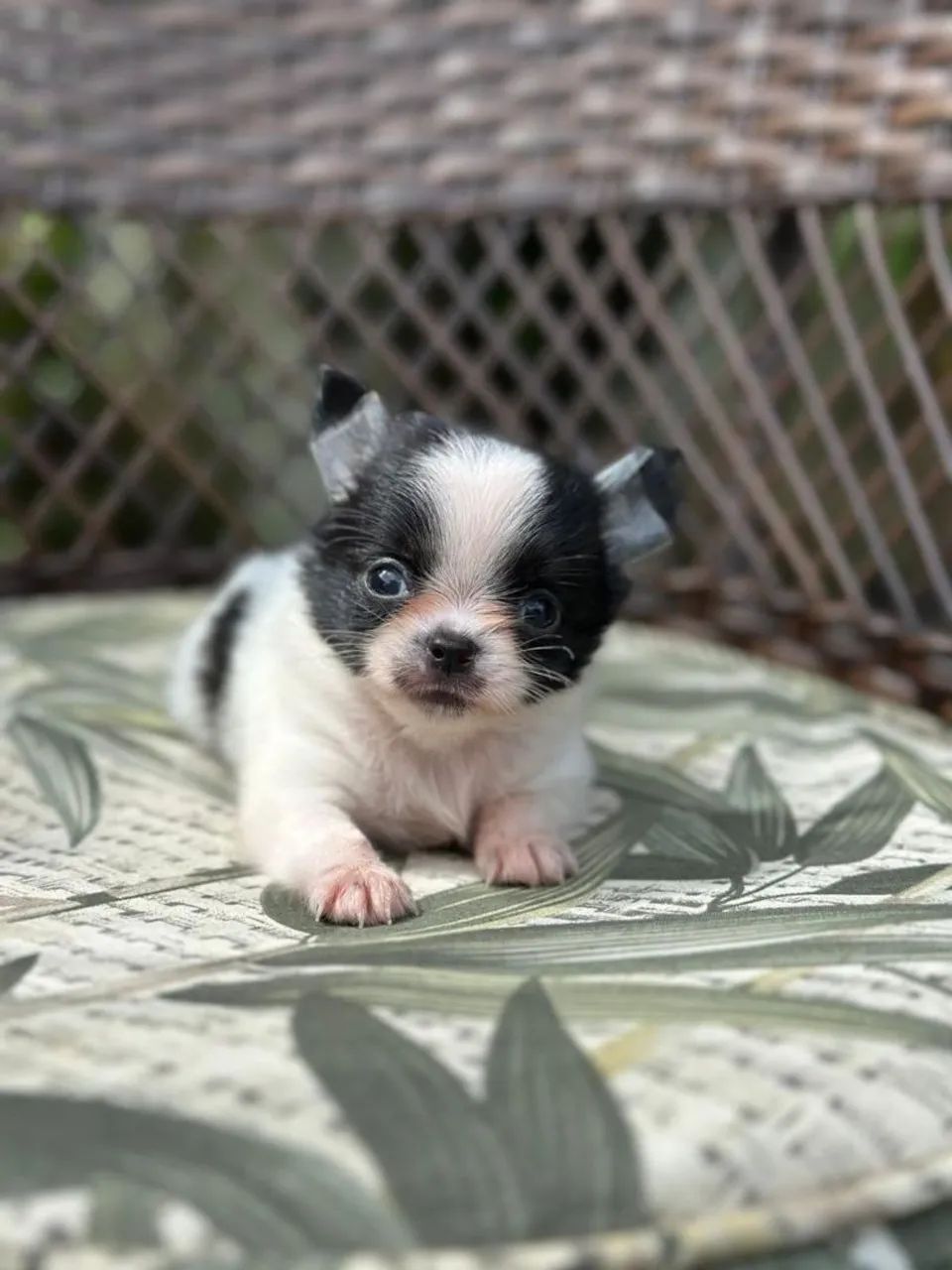 Chihuahua  