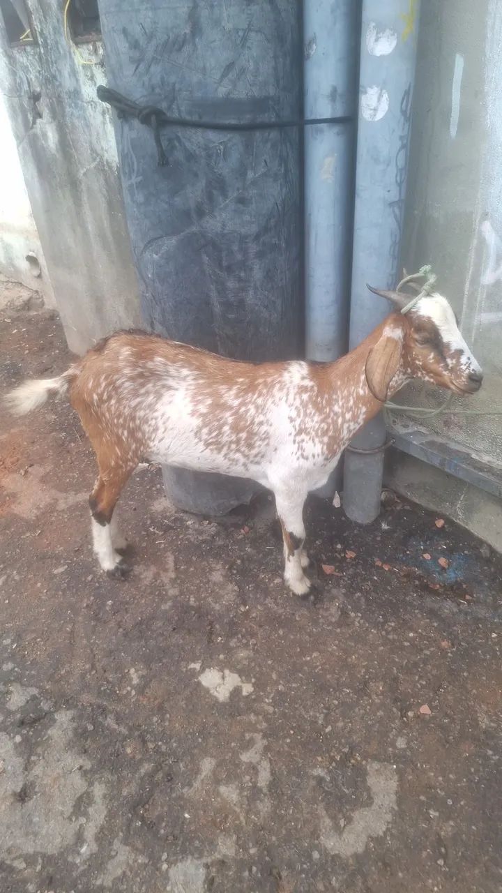 Bode e cabra - Foto 4