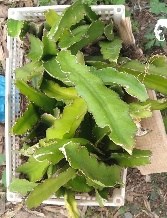 Muda de Pitaya Polpa Branca e Polpa vermelha - Foto 3